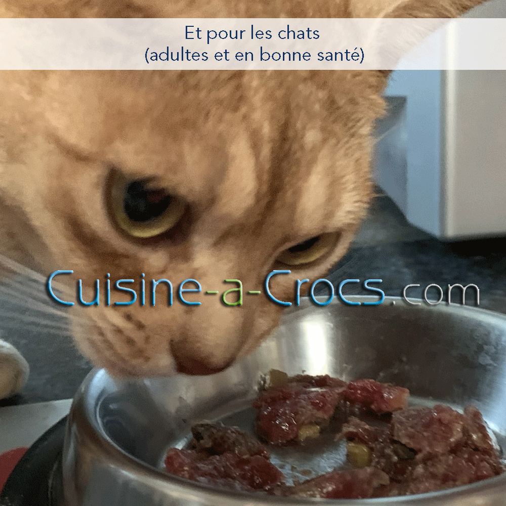 recette pour chat adulte en bonne santé